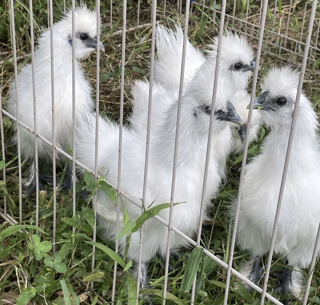 にわとり交換会