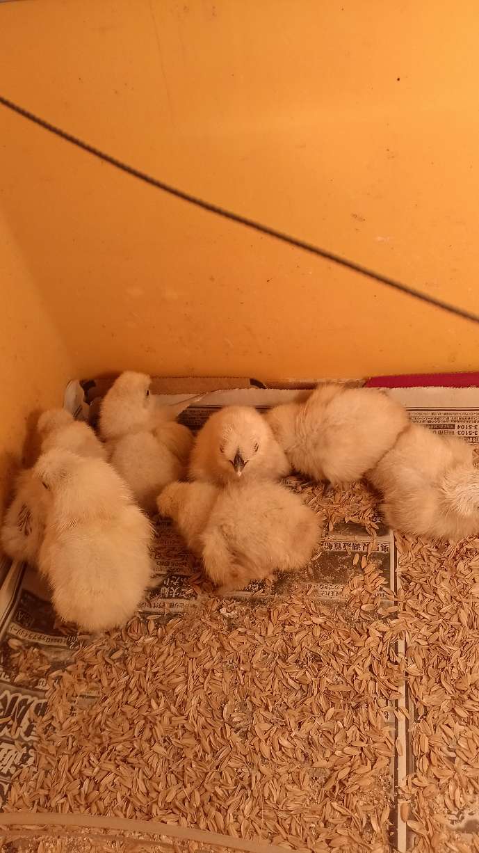 �N���b�N�ŉ摜�g��