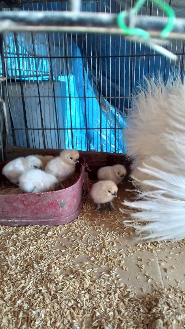 �N���b�N�ŉ摜�g��