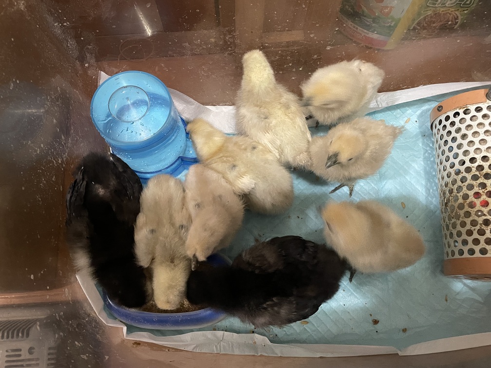 �N���b�N�ŉ摜�g��