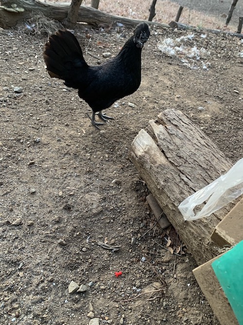 �N���b�N�ŉ摜�g��