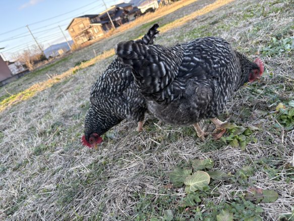 �N���b�N�ŉ摜�g��