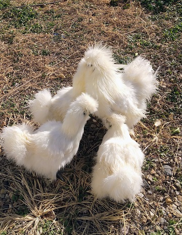 �N���b�N�ŉ摜�g��