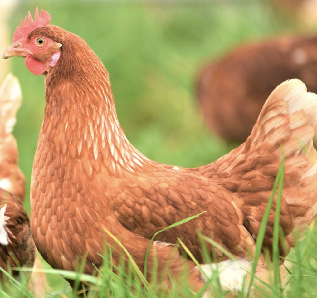 �N���b�N�ŉ摜�g��