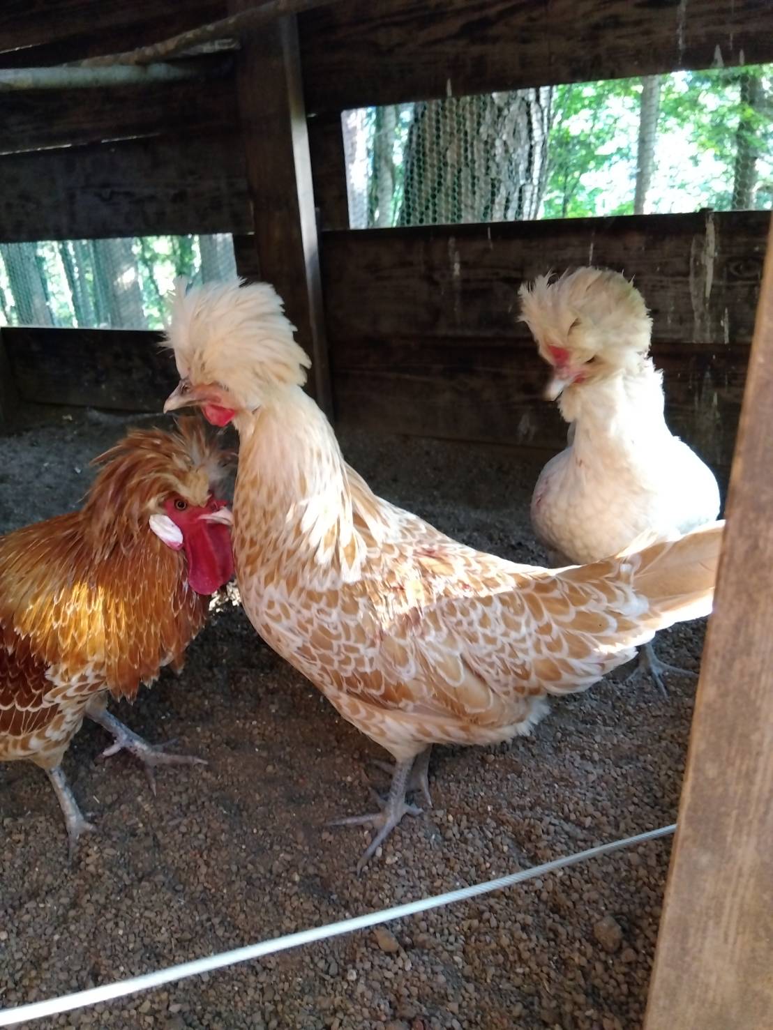 �N���b�N�ŉ摜�g��