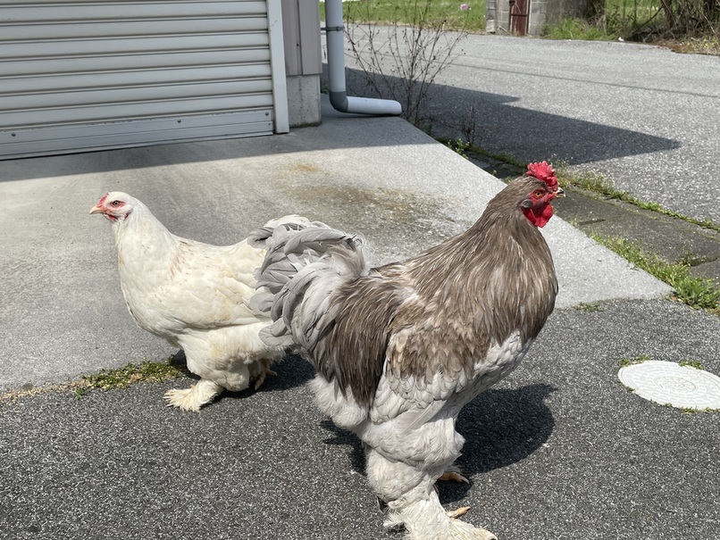 �N���b�N�ŉ摜�g��