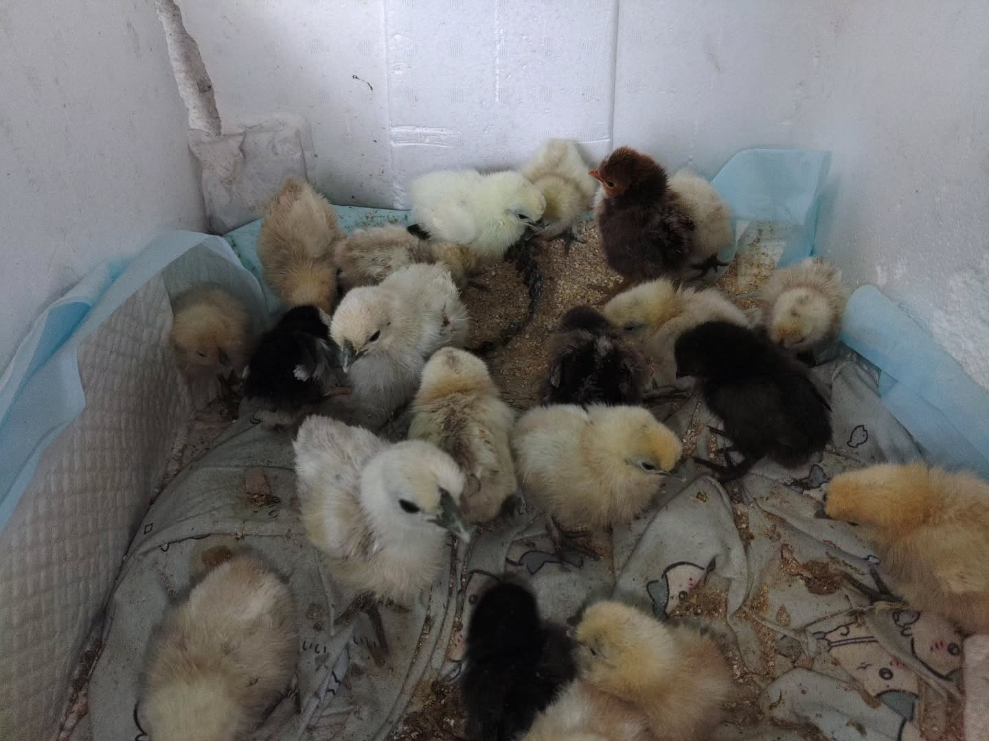 �N���b�N�ŉ摜�g��