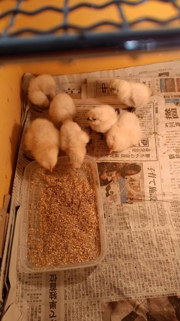 �N���b�N�ŉ摜�g��