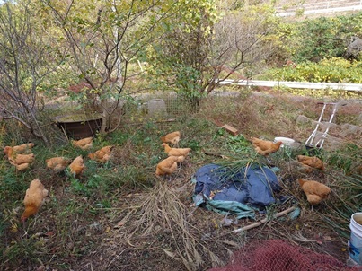 �N���b�N�ŉ摜�g��