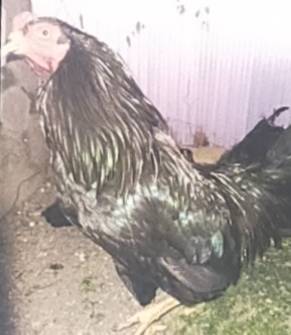 �N���b�N�ŉ摜�g��