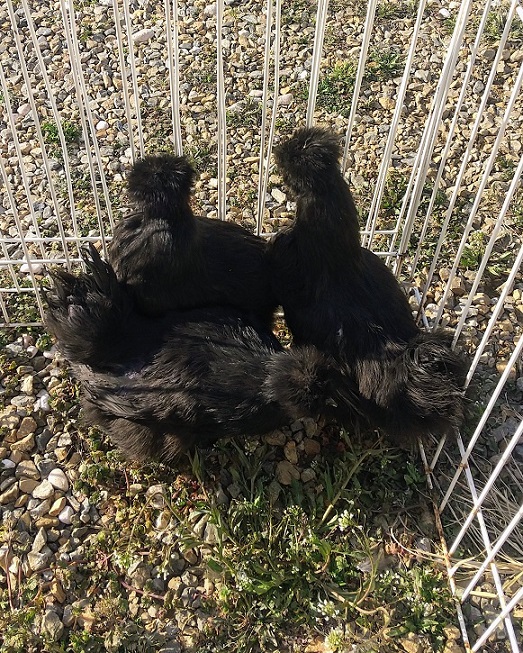 �N���b�N�ŉ摜�g��