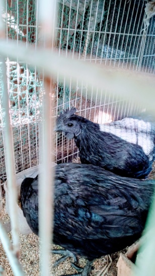 �N���b�N�ŉ摜�g��