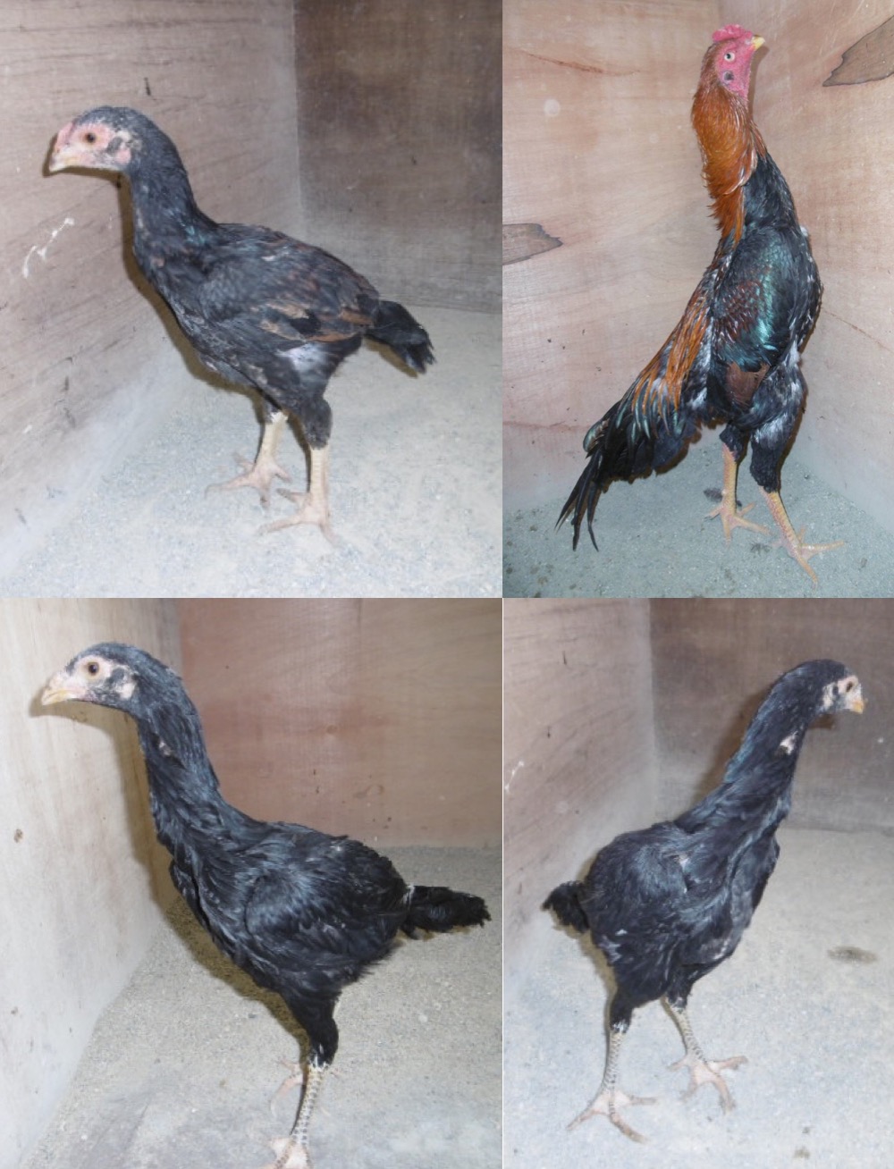 �N���b�N�ŉ摜�g��