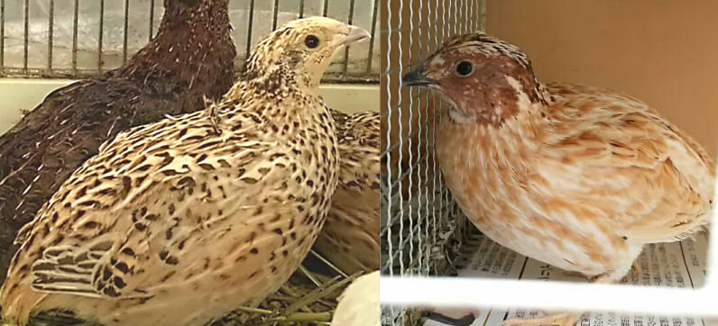 �N���b�N�ŉ摜�g��