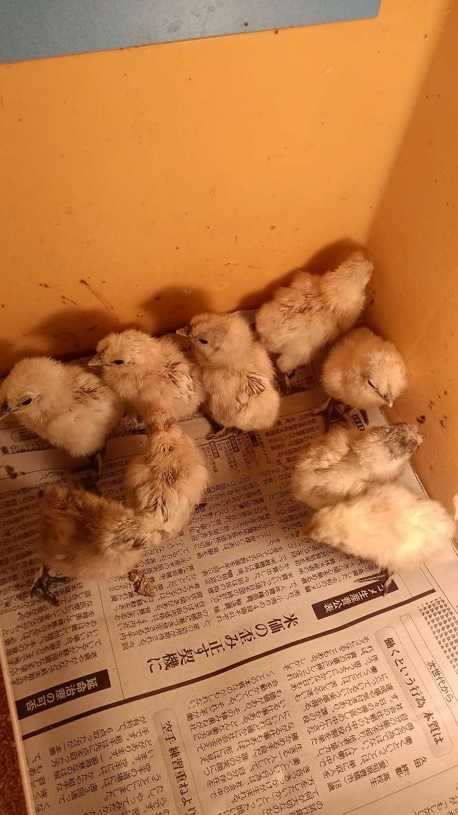 �N���b�N�ŉ摜�g��