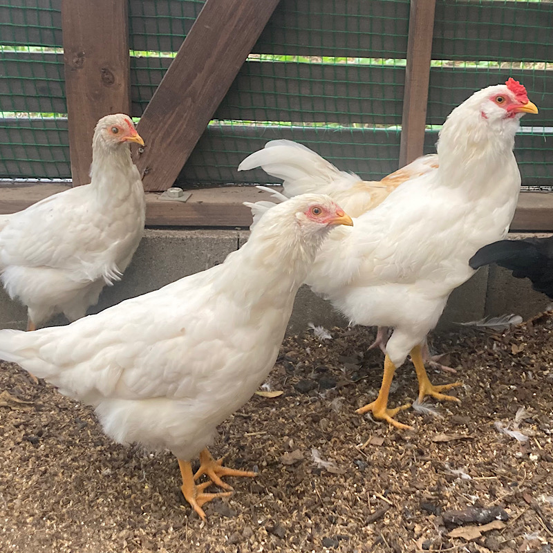 �N���b�N�ŉ摜�g��