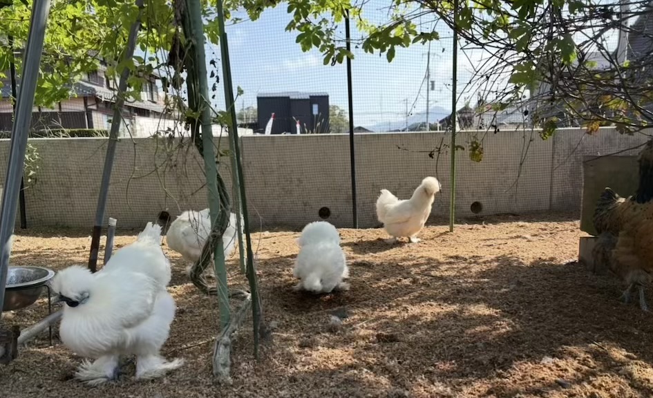 �N���b�N�ŉ摜�g��