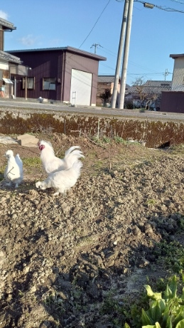 �N���b�N�ŉ摜�g��