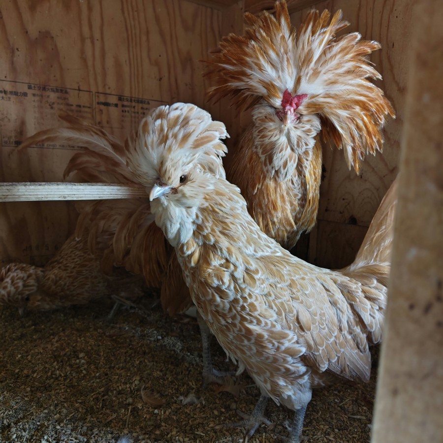 �N���b�N�ŉ摜�g��