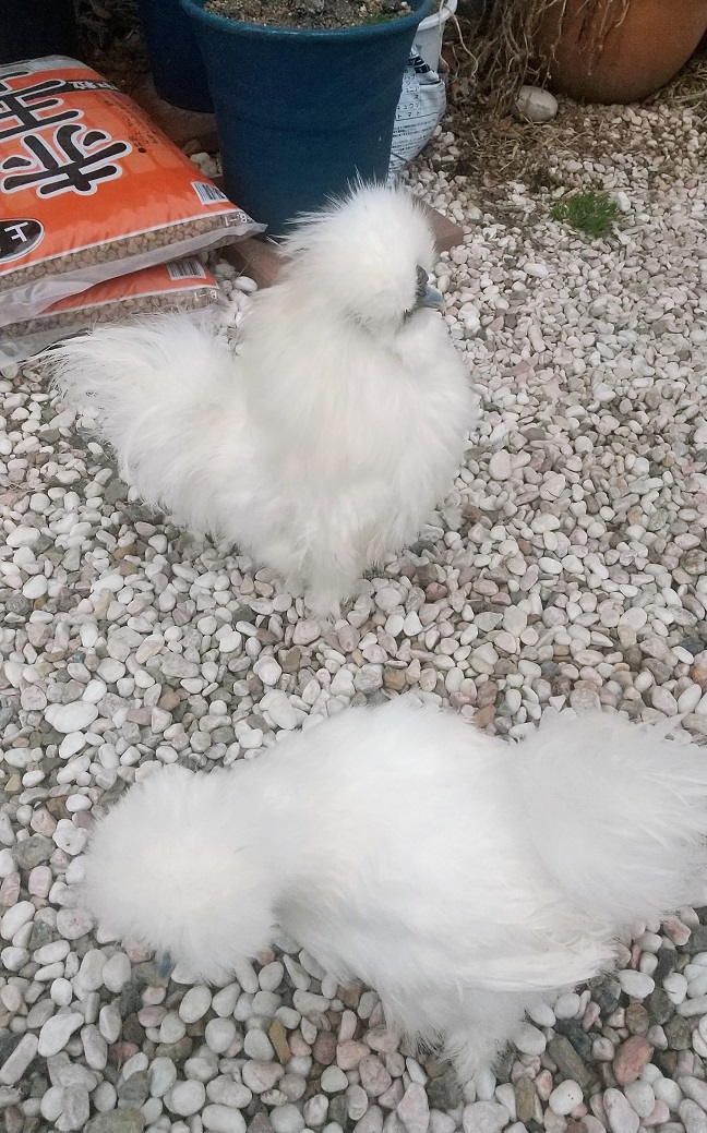 �N���b�N�ŉ摜�g��