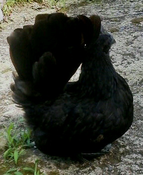 �N���b�N�ŉ摜�g��