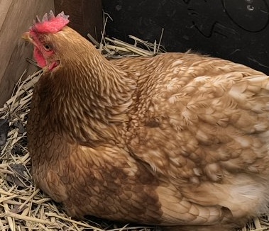 �N���b�N�ŉ摜�g��