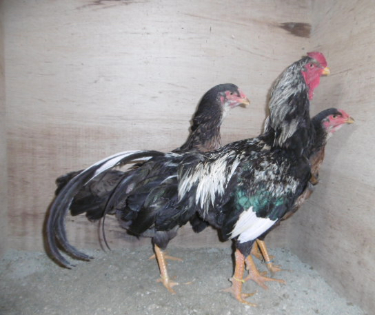 �N���b�N�ŉ摜�g��