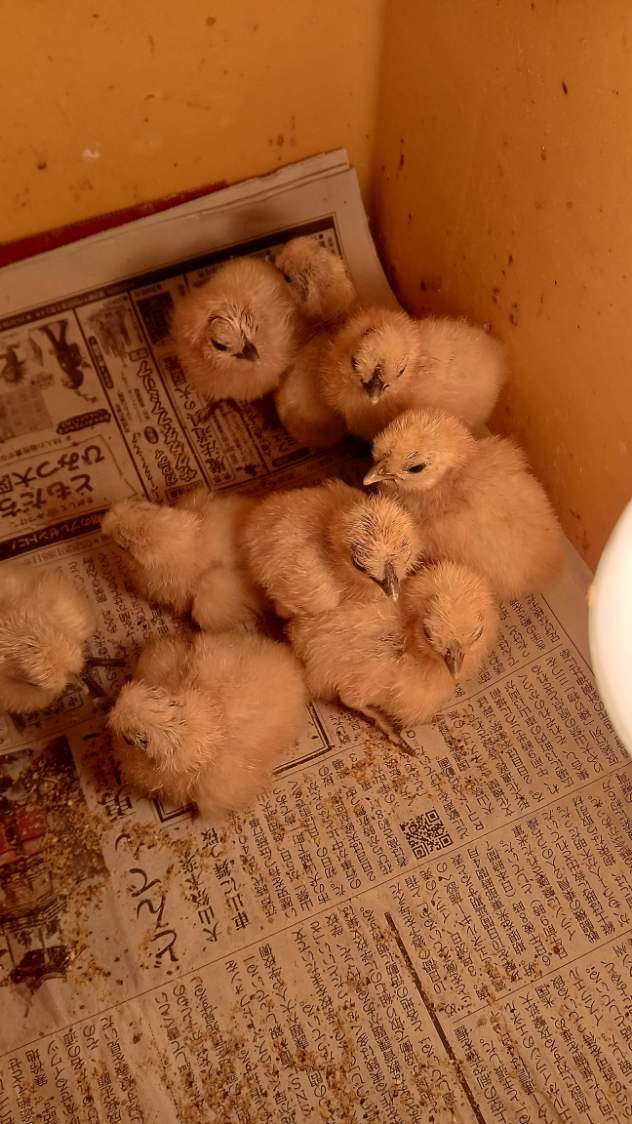 �N���b�N�ŉ摜�g��