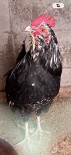 �N���b�N�ŉ摜�g��