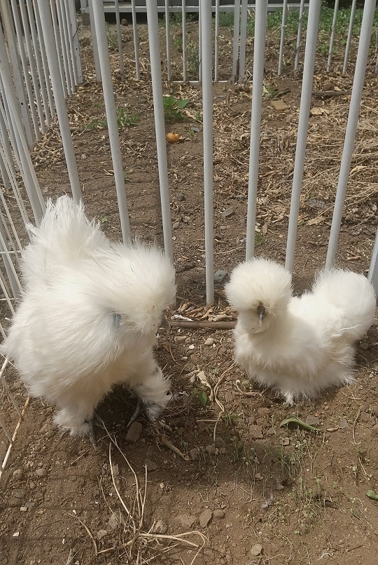 �N���b�N�ŉ摜�g��