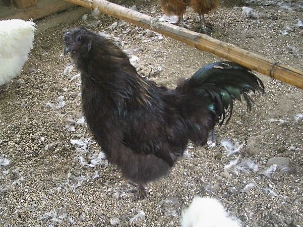 �N���b�N�ŉ摜�g��