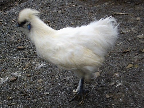 �N���b�N�ŉ摜�g��