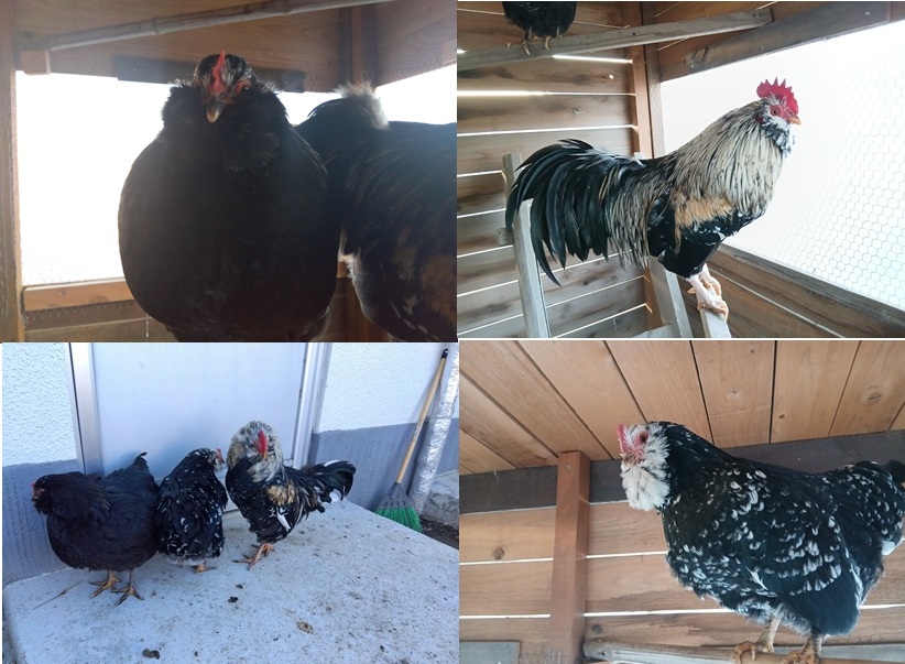 �N���b�N�ŉ摜�g��