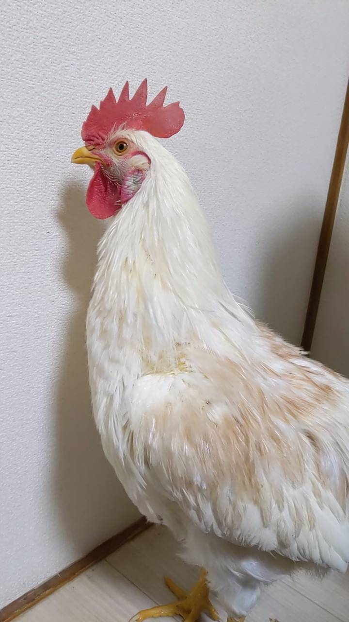 �N���b�N�ŉ摜�g��