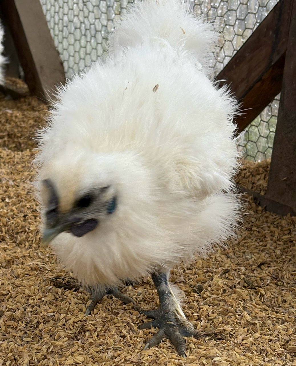 �N���b�N�ŉ摜�g��