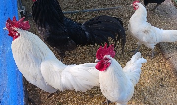 �N���b�N�ŉ摜�g��