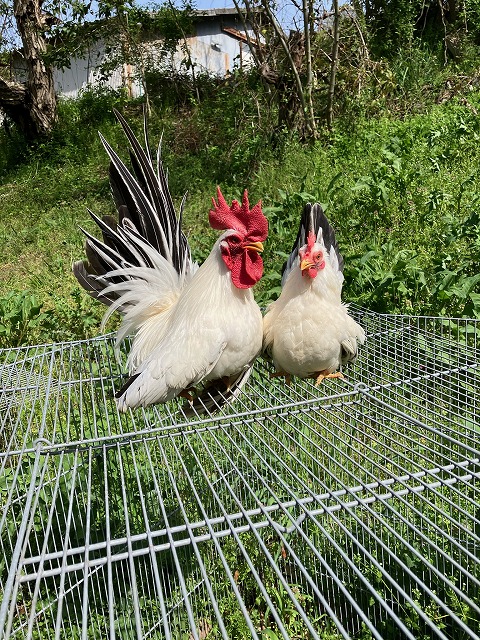 �N���b�N�ŉ摜�g��