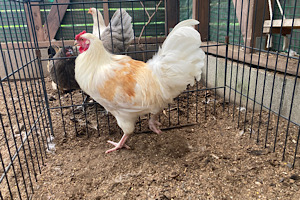 �N���b�N�ŉ摜�g��