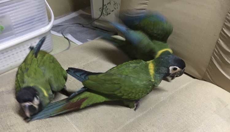 �N���b�N�ŉ摜�g��