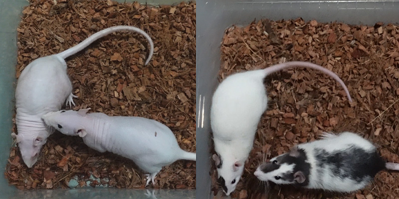 �N���b�N�ŉ摜�g��